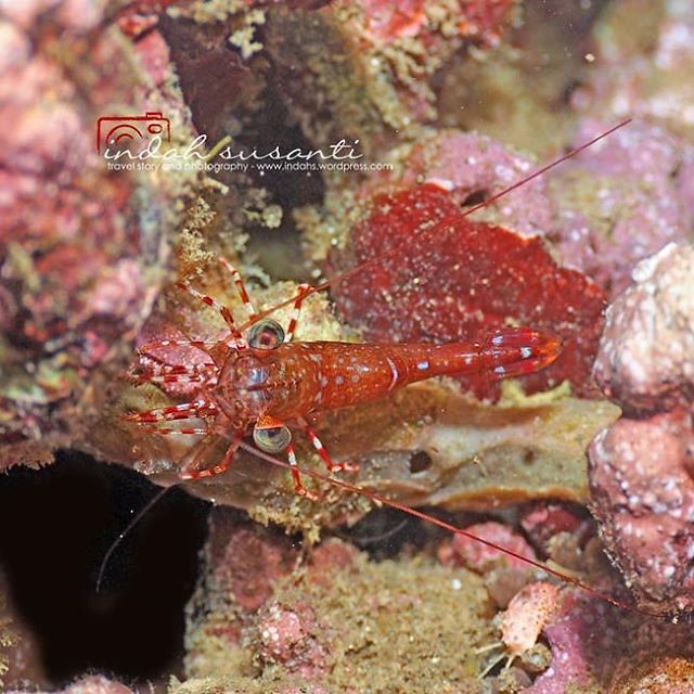 Lookslike this is a juvenile Hingebeak shrimp, #throwback pic from our scuba diving holiday. Wait for March to scuba dive again!   Have a great week!!  #shrimp #marinelife #scuba #macro #instascuba #oceanlife  #hingebeak #marinebiologyshots #philippines #