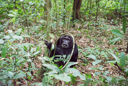 africa travel parco chimpanzee uganda uga viaggio orientale repubblica parconazionale kibale kibalenationalpark scimpanzè westernregion