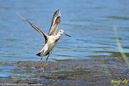 bird southamerica argentina flying inflight lara punta godwit hudsonian hudsoniangodwit