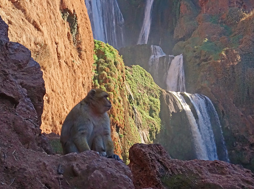 wild animal monkey waterfall sony falls morocco maroc macaque ouzoud andylatt ouzoudfalls rx100m3 dsc008241