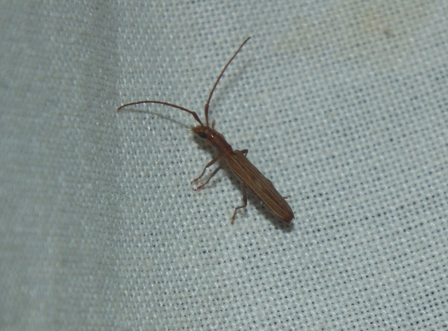 Cerambycidae Cerambycinae>Syllitus Grammicus Slenderlined Longicorn DSCF4372