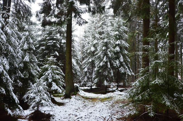 DSC_9907 Ein weißer Schleier im Märchenwald - A white veil in the fairy forest