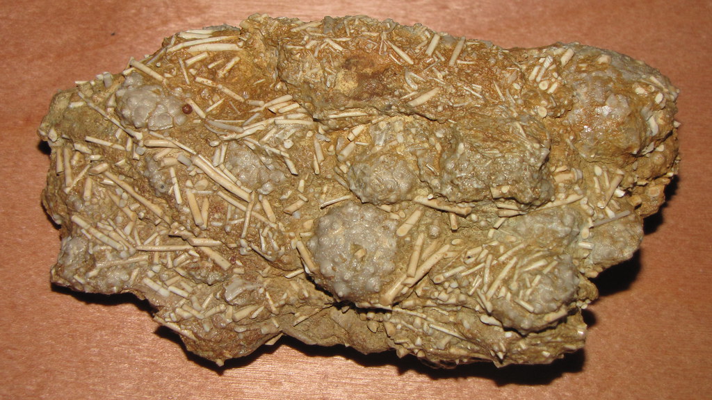 ježovka Acrosalenia, Hemicidaroides