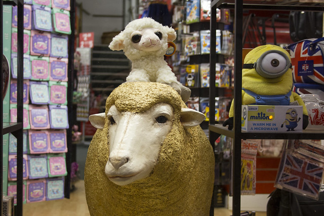 Sheep-ish