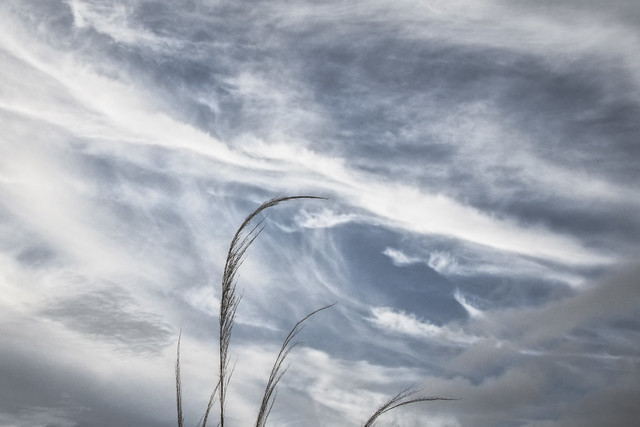 Grass and cloud