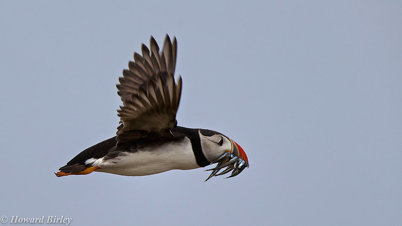 Puffin