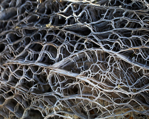 park arizona cactus plants plant abstract texture nature lines landscape nationalpark pattern desert tucson saguaro saguaronationalpark saguaroeast organicpattern