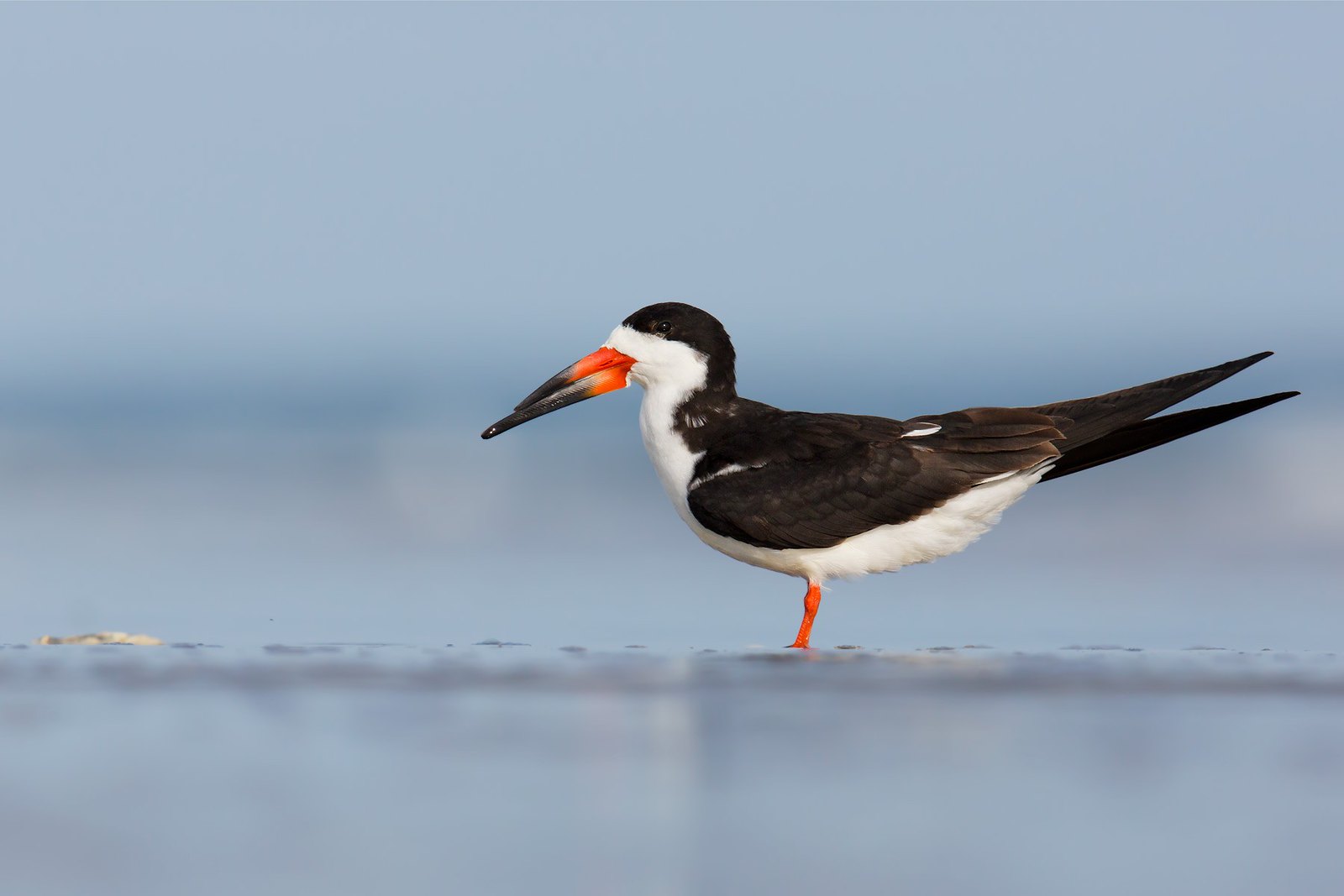 Rynchops niger | Black Skimmer | amerikansk saxnäbb