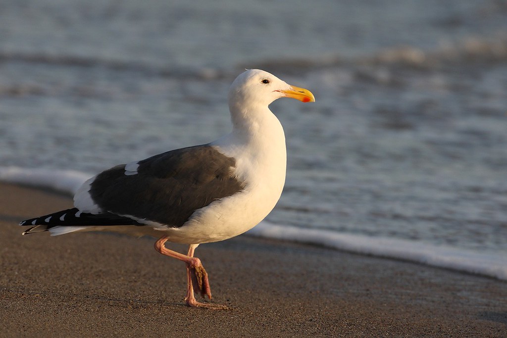 Larus occidentalis | Western Gull | västtrut