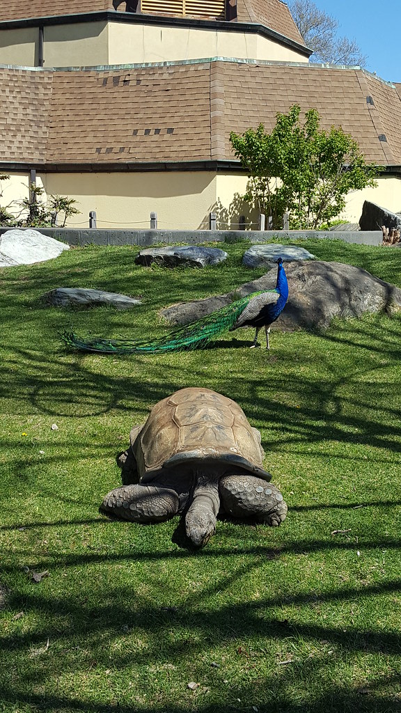 galápagos tortoise & peacock