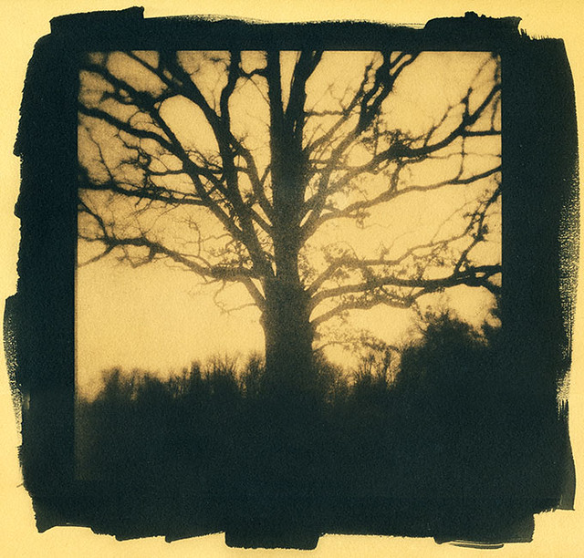 Tea-Toned Cyanotype Tree # 2