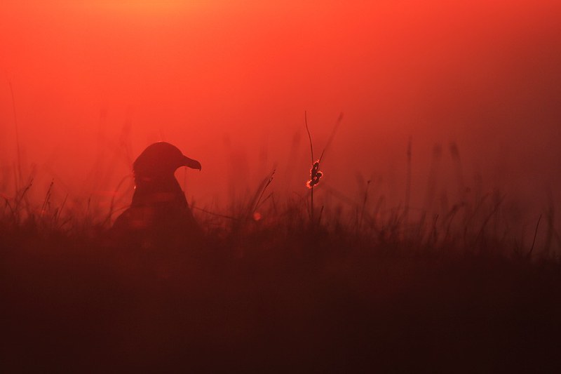 Stercorarius skua | Great Skua | storlabb