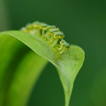 スパティカルパ・サギティフォリア /Spathicarpa sagittifolia