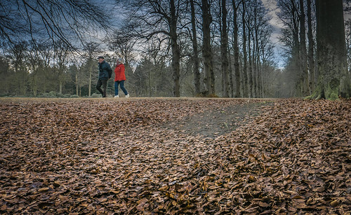 autumn trees winter tree nature leaves landscape belgium boom landschaft wald blätter bäume landschap belgien vorselaar spaziergänger