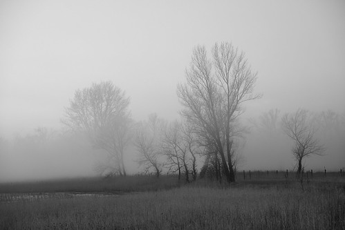 fog landscape outdoor nopeople landschaft nature baum tree geo:lat=4781879209 geo:lon=1679590702 geotagged xp107725v2 noiretblanc blackandwhite