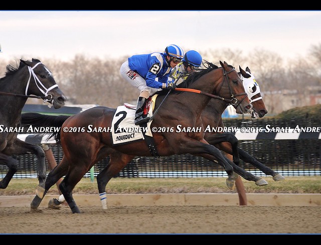 Shagaf charges by the stands the first time by in the GIII Gotham S. at Aqueduct