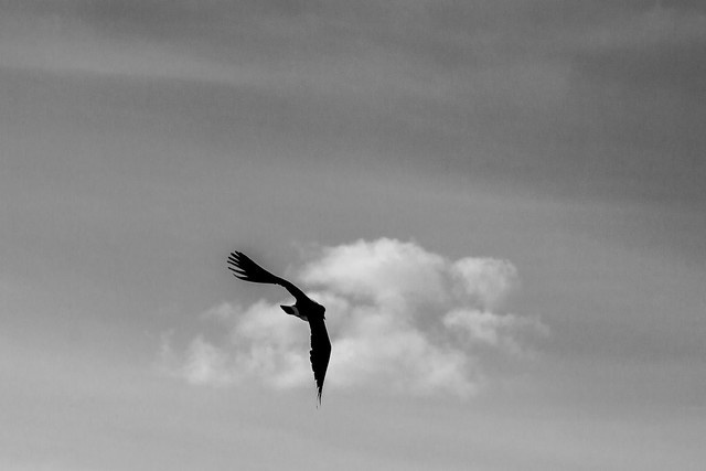 flying on to the distance 1 mono