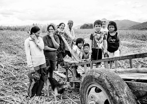 blackandwhite monochrome asia philippines harvest plantation isabela sugarcane caribao negrosoccidental