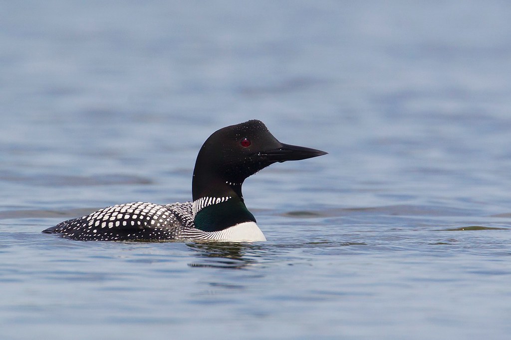 Gavia immer | Common Loon | svartnäbbad islom