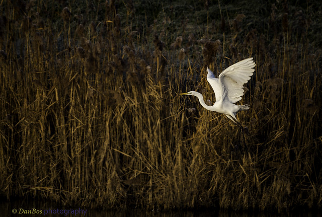 Great White Egret (Ardea Alba) on a winter morning in Comacchio Lagoon