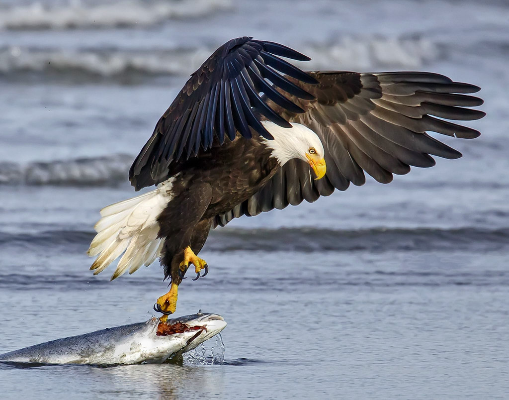 Bald Eagle and Salmon Fishing 2015 | Bald Eagle and Salmon | Flickr