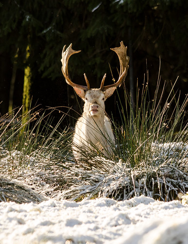 White Fallow Deer | by Philip Blair's Photos