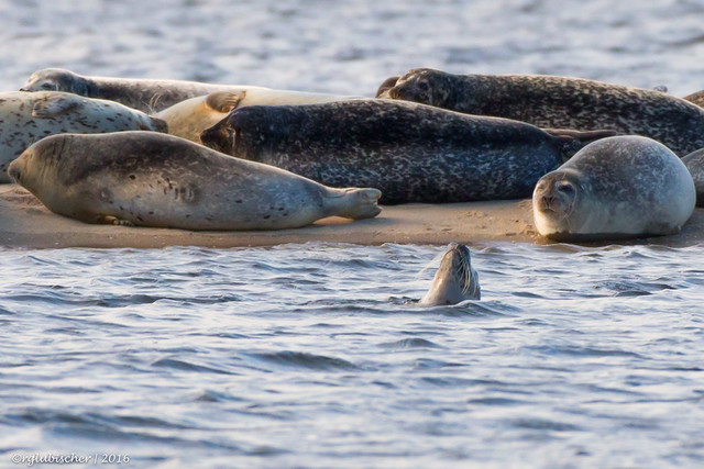 Harbor Seals at Sandy Hook NJ - 20