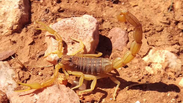 a scorpion, Buthus sp, near Ait Baha, Morocco, 10th March 2016