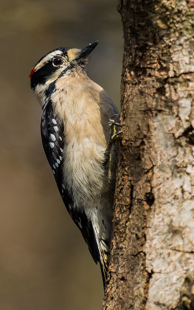 (EXPLORE) Male Downy Woodpecker (Picoides pubescens) - Richmond, BC