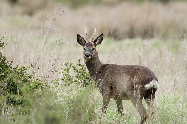 Deer.buck at Hatfield Moor.