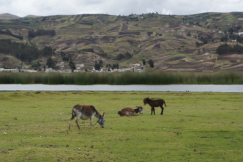Colta by Michael Chow (HK), Location: Colta, Colta Canton, Chimborazo Province, Ecuador.ecuador colta