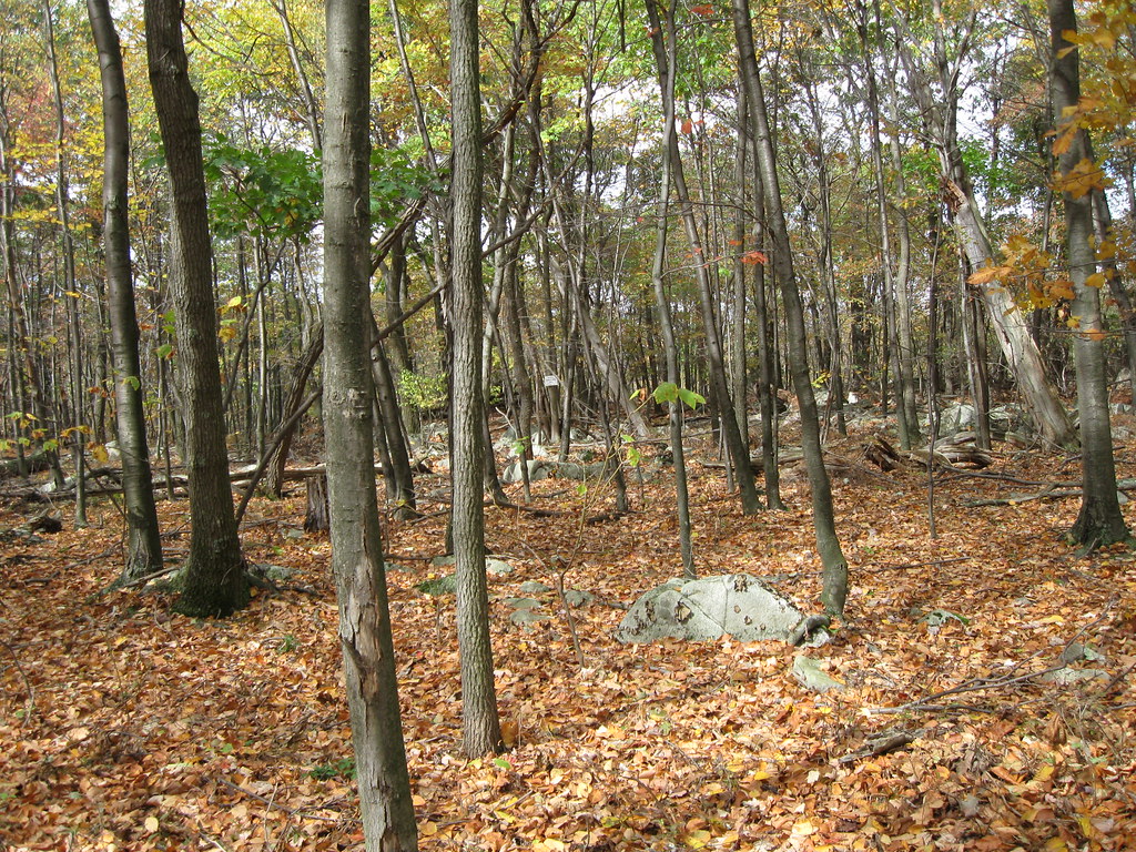 Photo of wooded area