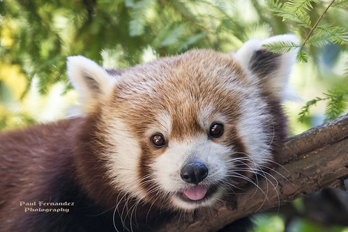 Red Panda Portrait at the Central Park Zoo, New York by D200-PAUL