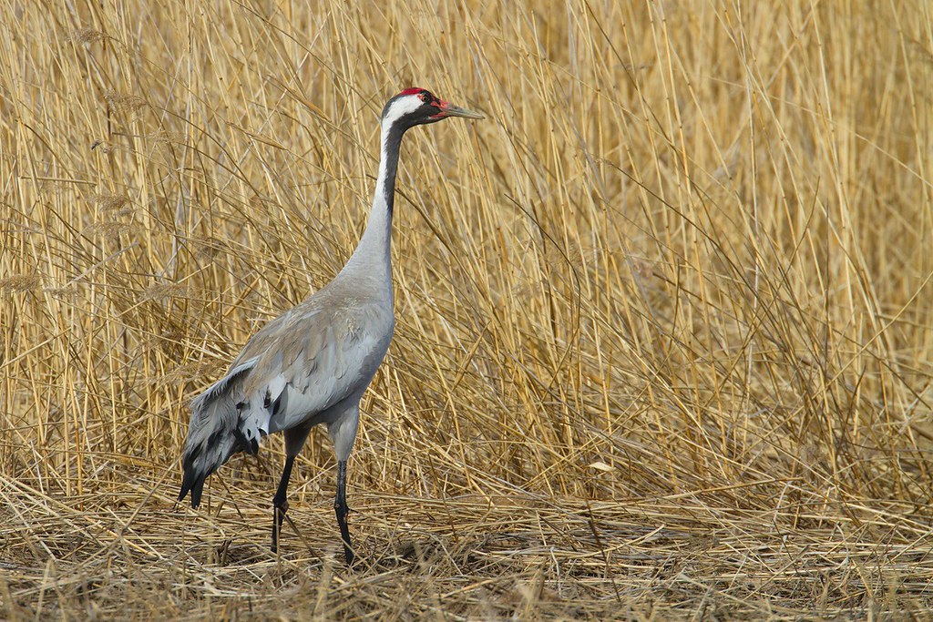 Grus grus | Common Crane | trana