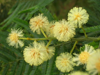starr-050415-0040-Acacia_mearnsii-flowers-Kula-Maui | by Starr Environmental