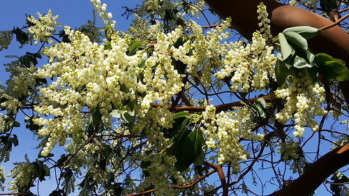 Arbutus Tree Blossoms and Leaves