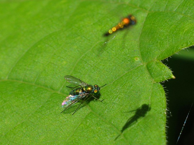 Male and female Dolichopodid fly together