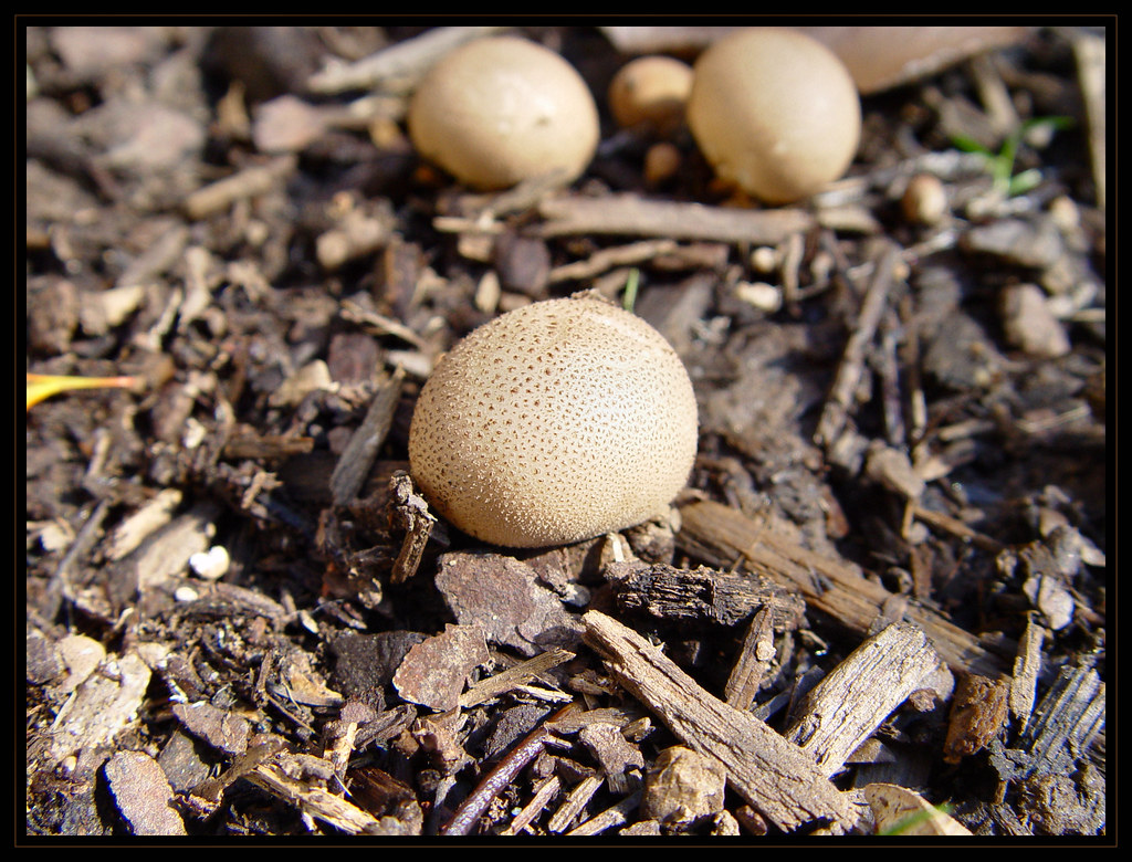 Puff Balls, Little puff ball mushrooms in the mulch. One ye…