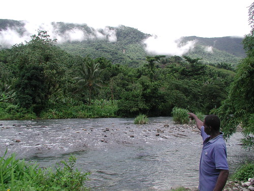 millbank portland jamaica landscape farming sustainable food banana tropical agriculture