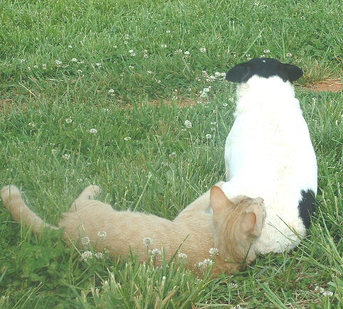 George and Josie | by Katiebug60