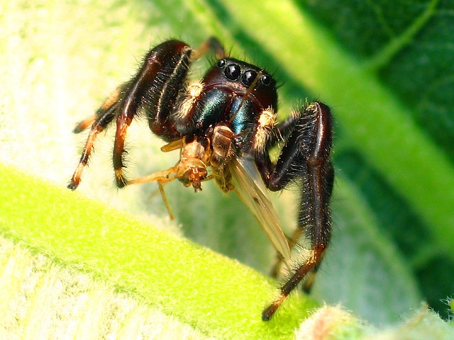 Male Phidippus clarus spider with prey