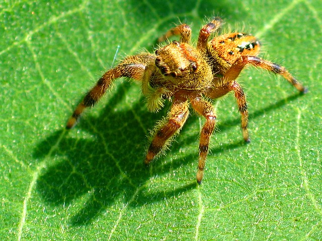Female Phidippus clarus spider on leaf