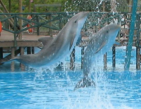 dolphins nataliemaynor
