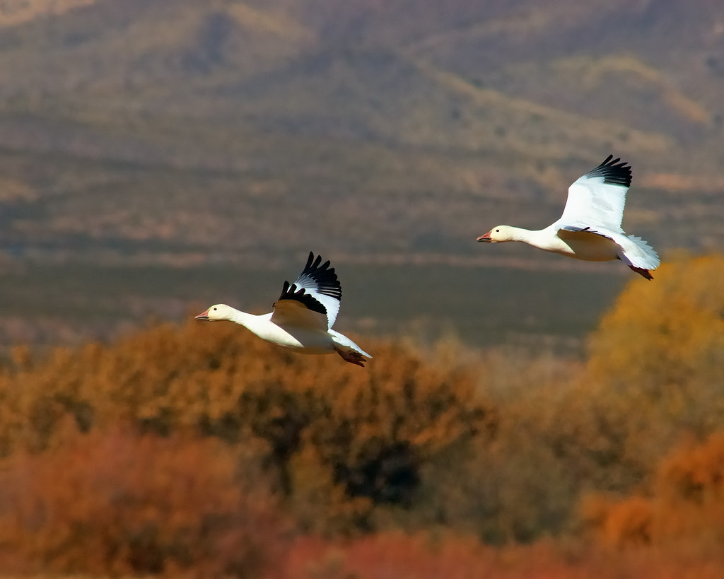 Snow Geese Fall Flight Bokeh by Fort Photo
