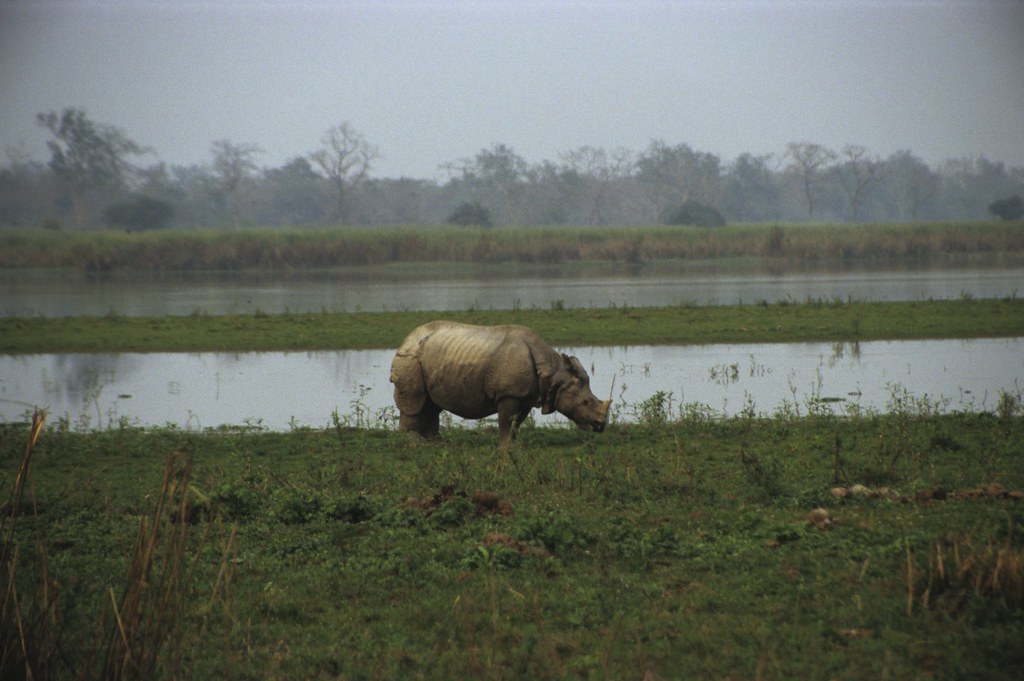 Kaziranga National Park