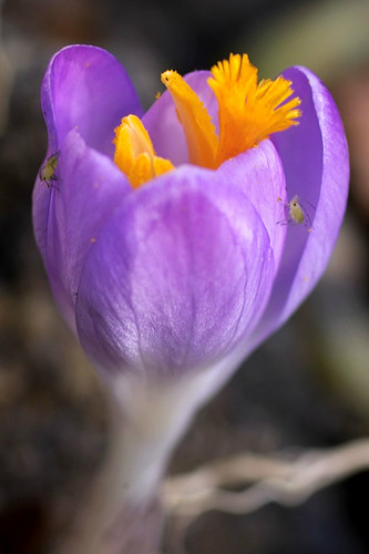 Krokus mit Läusen | by sanny16x