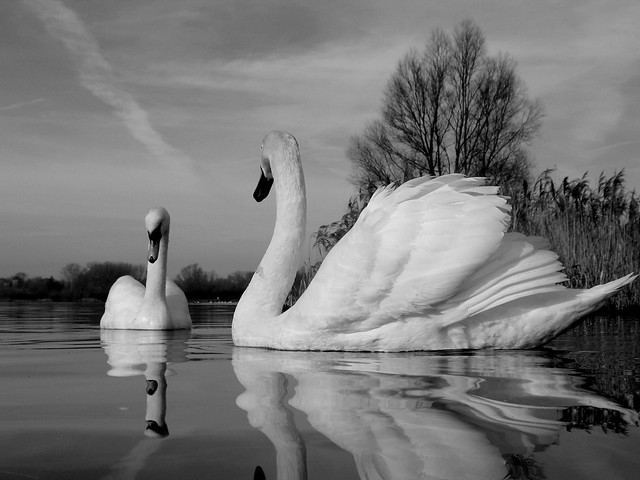 B/W SWANS