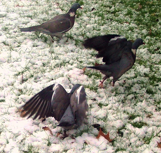 Hyde Park - London, England - Wood Pigeons - February 8th 2007