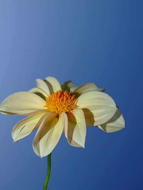 yellow flower against blue sky background