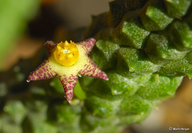 Notechidnopsis tessellata flower